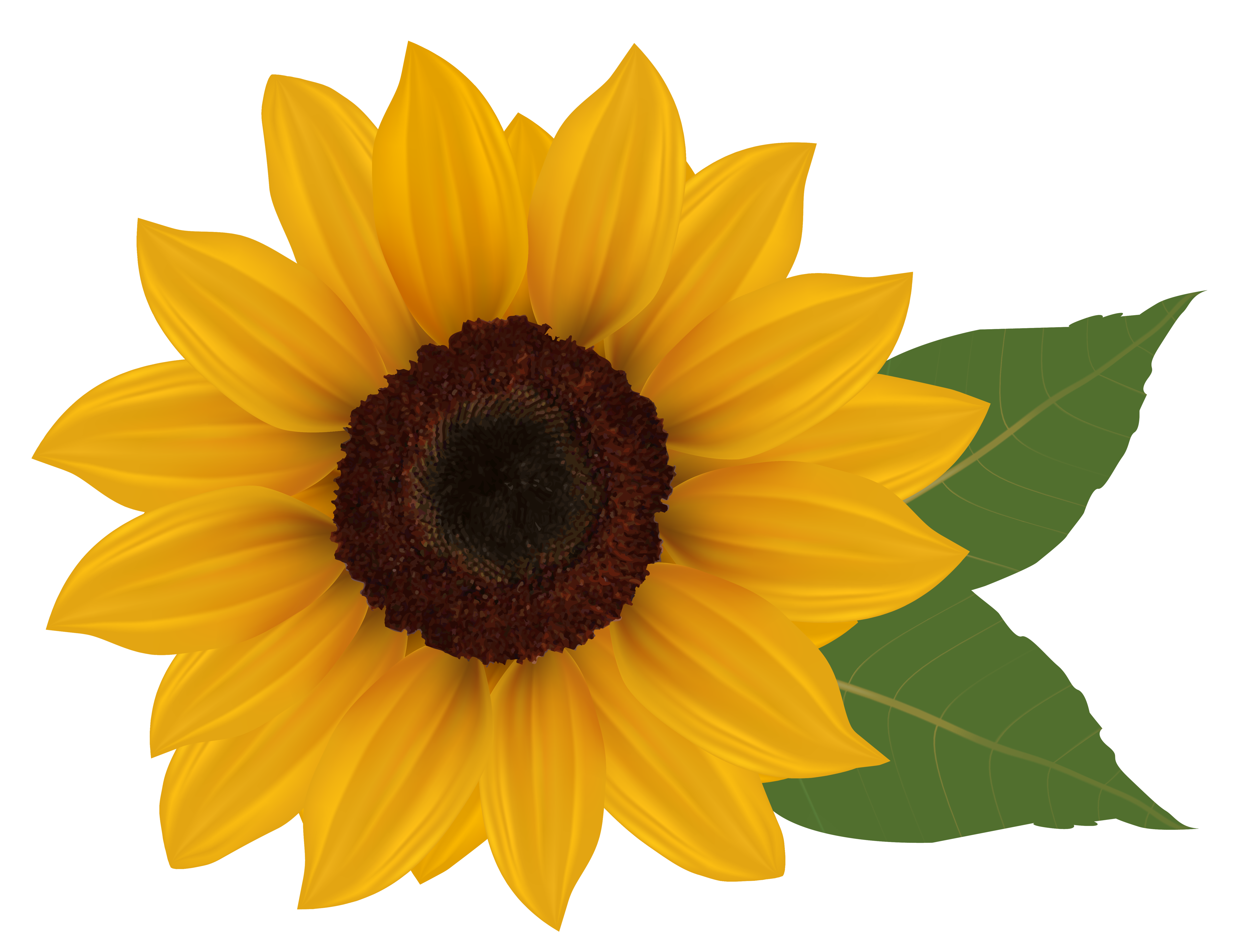 Sun Flower